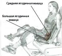 Ефективні вправи для зміцнення і збільшення сідниць і стегон в картинках, як накачати (вправа для сідниць і стегон) Ефективні вправи для зміцнення і збільшення сідниць і стегон в картинках, як накачати