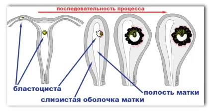 Ембріологія - дроблення і утворення бластули (розподілами всіх бластомерів) Ембріологія - дроблення і утворення бластули