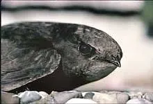 Ці дивовижні птахи в воді