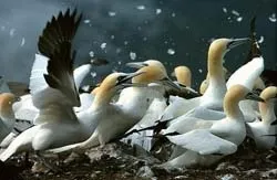 Ці дивовижні птахи в воді