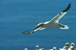 Ці дивовижні птахи в воді