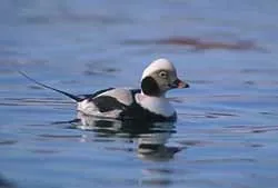 Ці дивовижні птахи в воді