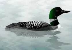 Ці дивовижні птахи в воді