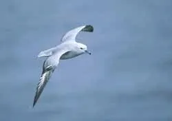 Ці дивовижні птахи в воді
