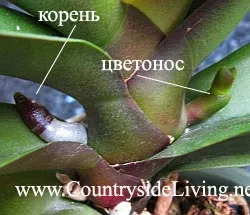 Фаленопсис пересадка орхідеї фаленопсис в домашніх умовах (фаленопсис пересадка орхідея як пересадити квіти домашніх умовах догляд пересаджувати квітка горщику фалінопсіс поливати фото реанімація квітни phalaenopsis) Фаленопсис пересадка орхідеї фаленопсис в домашніх умовах