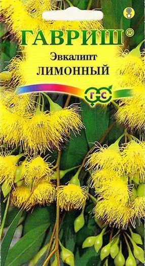 Евкаліпт - вирощування з насіння в домашніх умовах (насіння) Евкаліпт - вирощування з насіння в домашніх умовах