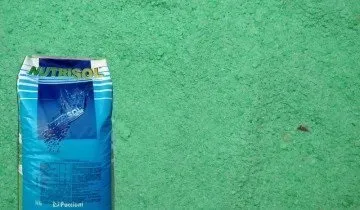 Гнотовий полив фіалок як кращий спосіб продовжити цвітіння сенполії (спосіб) Гнотовий полив фіалок як кращий спосіб продовжити цвітіння сенполії