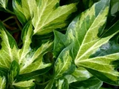 Фатсхедера ліз догляд в домашніх умовах полив і розмноження (фатсхедера) Фатсхедера ліз догляд в домашніх умовах полив і розмноження