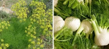 Фенхель корисні властивості і протипоказання, як вживати (корисні) Фенхель корисні властивості і протипоказання, як вживати