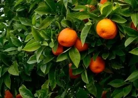 Фортунелла вирощування в домашніх умовах (кумкват) Фортунелла вирощування в домашніх умовах