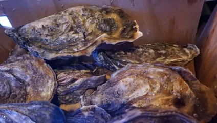 Французькі устриці НЕ пищать, бо їх виховують (французькі) Французькі устриці НЕ пищать, бо їх виховують