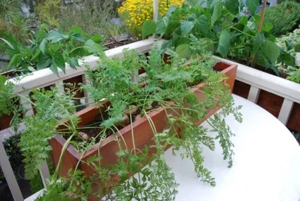 Gardening, як виростити моркву в горщику на підвіконні (виростити моркву на підвіконні) Gardening, як виростити моркву в горщику на підвіконні