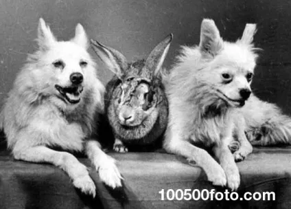 Фотографії найвідоміших тварин - підкорювачів космосу (самих) Фотографії найвідоміших тварин - підкорювачів космосу