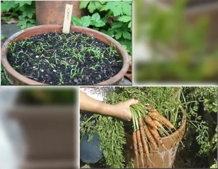 Gardening, як виростити моркву в горщику на підвіконні (морква в горщику) Gardening, як виростити моркву в горщику на підвіконні