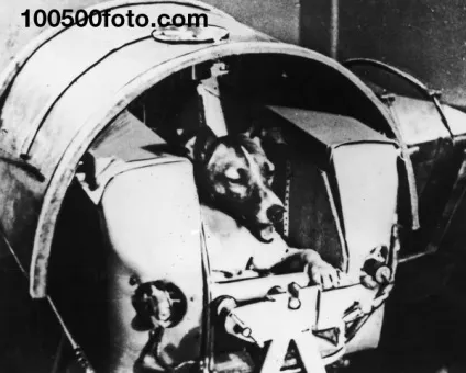Фотографії найвідоміших тварин - підкорювачів космосу (тварин) Фотографії найвідоміших тварин - підкорювачів космосу