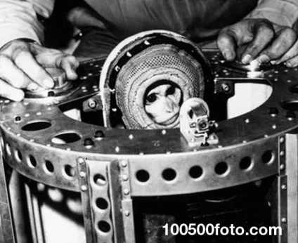 Фотографії найвідоміших тварин - підкорювачів космосу (році Радянський Союз) Фотографії найвідоміших тварин - підкорювачів космосу