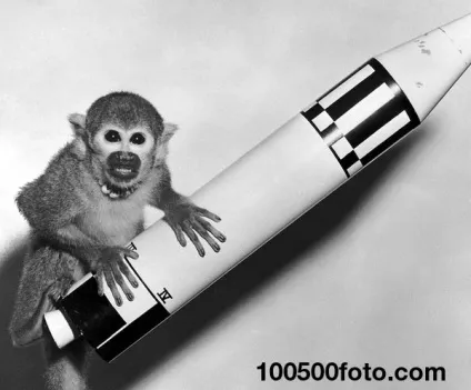 Фотографії найвідоміших тварин - підкорювачів космосу (самих) Фотографії найвідоміших тварин - підкорювачів космосу
