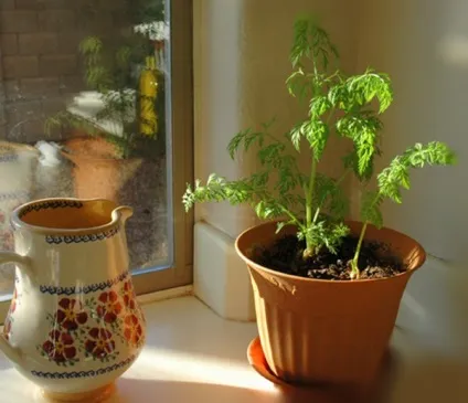 Gardening, як виростити моркву в горщику на підвіконні (горщику) Gardening, як виростити моркву в горщику на підвіконні
