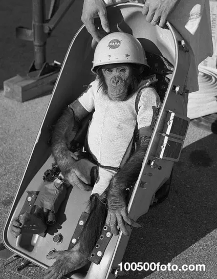 Фотографії найвідоміших тварин - підкорювачів космосу (відомих) Фотографії найвідоміших тварин - підкорювачів космосу