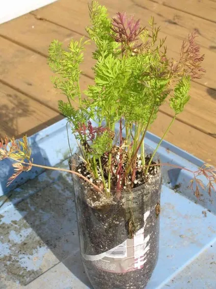 Gardening, як виростити моркву в горщику на підвіконні (морква) Gardening, як виростити моркву в горщику на підвіконні