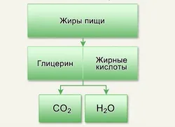 Жири як джерела енергії (вільних жирних кислот) Жири як джерела енергії