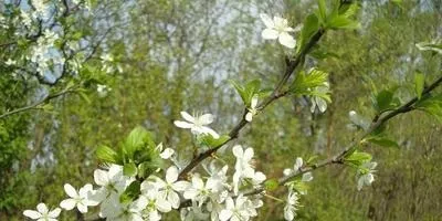 Зелень види зелені, вирощування, догляд та способи зберігання (зелені) Зелень види зелені, вирощування, догляд та способи зберігання