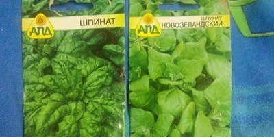 Зелень види зелені, вирощування, догляд та способи зберігання (зелені) Зелень види зелені, вирощування, догляд та способи зберігання