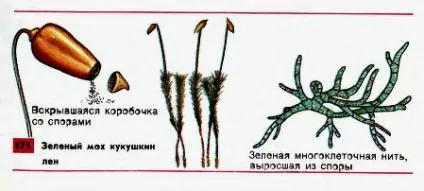 Зелений мох зозулин льон