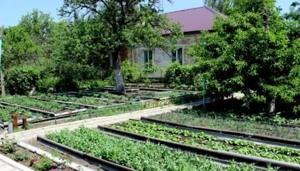 Зелень види зелені, вирощування, догляд та способи зберігання (зелень) Зелень види зелені, вирощування, догляд та способи зберігання