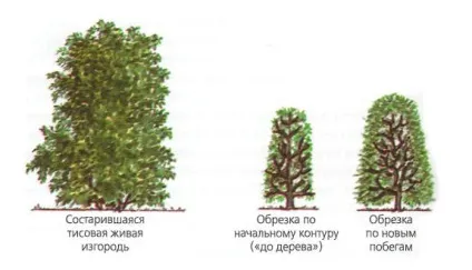 Жива огорожа з глоду - оригінальне зонування дачної ділянки