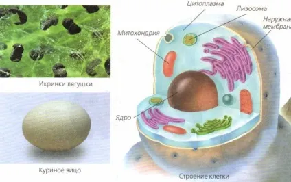 живі клітини