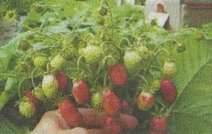 Земклуніка особливості культури, сорти - сади сибіру (полуниці) Земклуніка особливості культури, сорти - сади сибіру