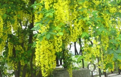 Жовта акація (карагана деревоподібна) посадка, догляд і застосування (акація жовта стійкість до хвороб) Жовта акація (карагана деревоподібна) посадка, догляд і застосування