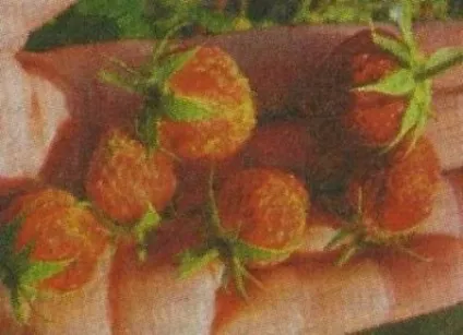 Земклуніка особливості культури, сорти - сади сибіру (сорти) Земклуніка особливості культури, сорти - сади сибіру