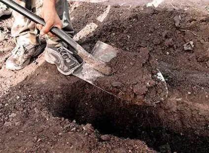 Жива огорожа з глоду - оригінальне зонування дачної ділянки