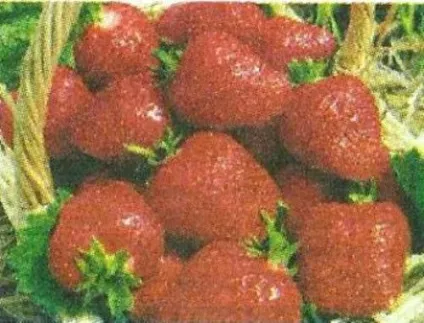 Земклуніка особливості культури, сорти - сади сибіру (опис) Земклуніка особливості культури, сорти - сади сибіру