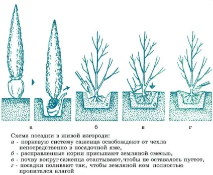 Жива огорожа з глоду - оригінальне зонування дачної ділянки