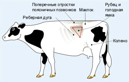 Голодна ямка у корів