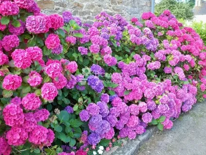 Гортензія розмноження живцями, заготівля і вкорінення з фото (фото) Гортензія розмноження живцями, заготівля і вкорінення з фото