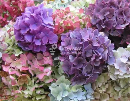 Гортензія розмноження живцями, заготівля і вкорінення з фото (фото) Гортензія розмноження живцями, заготівля і вкорінення з фото