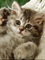 Грижа у кошеняти на животі - що робити (кошеня) Грижа у кошеняти на животі - що робити