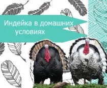 Індичка зміст і годування, наші пташки (вирощування індички в домашніх умовах) Індичка зміст і годування, наші пташки