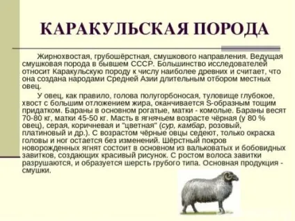Грубошерсті породи овець опису, плюси нитки синтетичні овець (овець) Грубошерсті породи овець опису, плюси нитки синтетичні овець