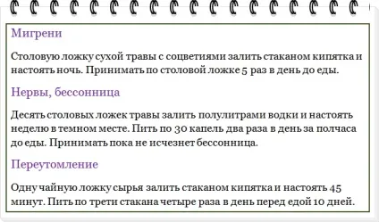 Іван-чай, лікувальні властивості та протипоказання (окропу настояти хвилин) Іван-чай, лікувальні властивості та протипоказання