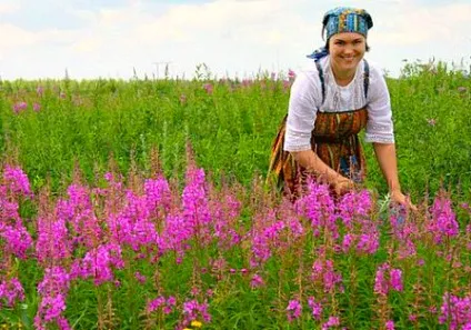 Іван-чай, лікувальні властивості та протипоказання (іван чай збирання та заготівля) Іван-чай, лікувальні властивості та протипоказання