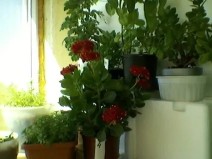 Історія хвороби КОЛЬОРОМАНІЯ (цветоголізм, можливі варіанти) (хвороби) Історія хвороби КОЛЬОРОМАНІЯ (цветоголізм, можливі варіанти)