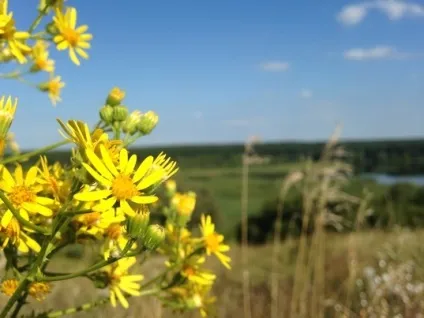 Дослідницький проект - виготовлення пластиліну в домашніх умовах, соціальна мережа працівників (проект) Дослідницький проект - виготовлення пластиліну в домашніх умовах, соціальна мережа працівників