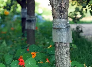 Як боротися з яблуневої плодожеркою раз і назавжди (плодожеркою) Як боротися з яблуневої плодожеркою раз і назавжди