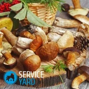 Як чистити маслюки, serviceyard-затишок вашого будинку в ваших руках (поради господині) Як чистити маслюки, serviceyard-затишок вашого будинку в ваших руках