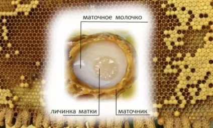 Як видобувають маточне молочко, секрети бджолярів (більше маточного молочка) Як видобувають маточне молочко, секрети бджолярів